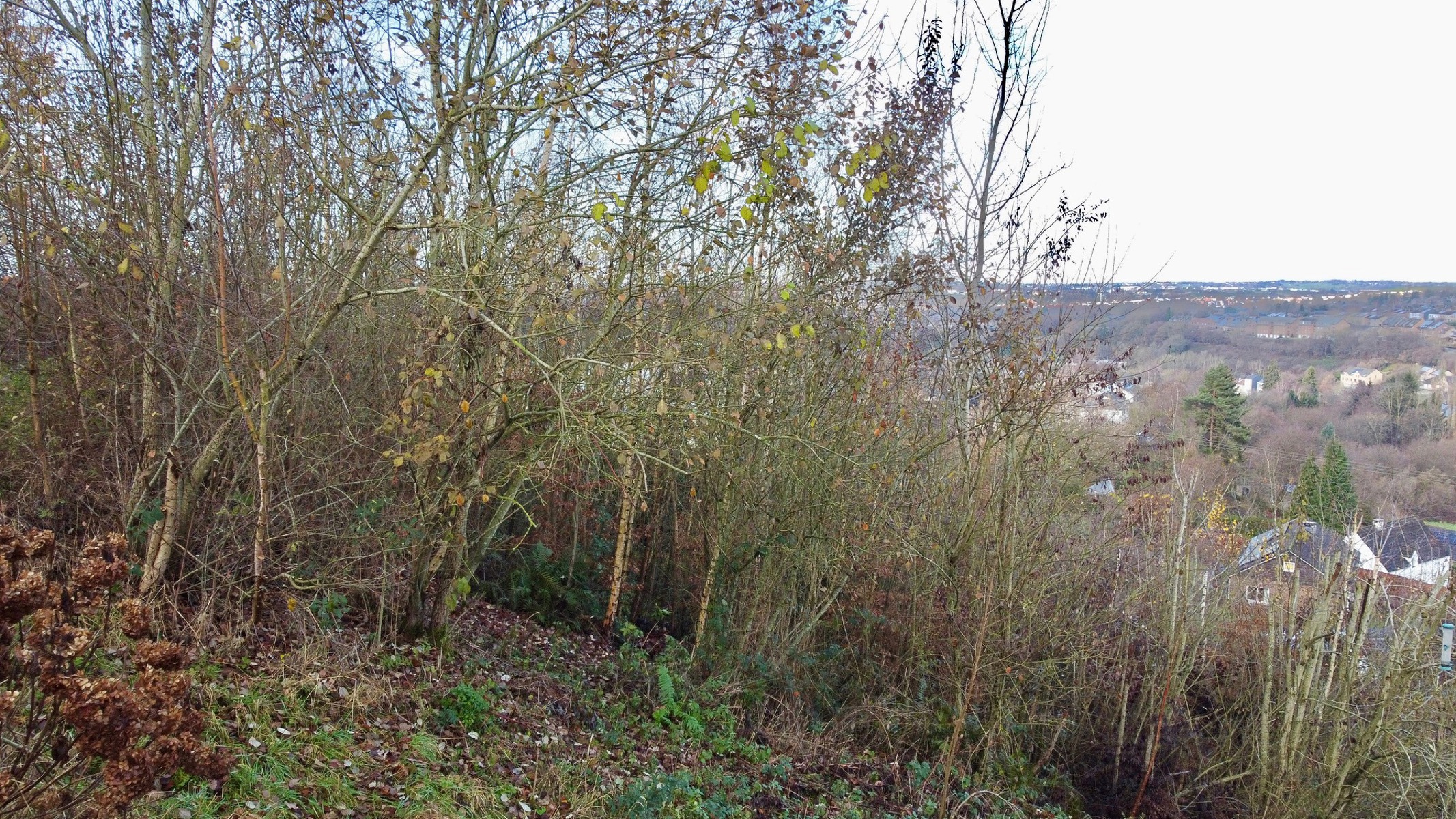 Illustration de la galerie